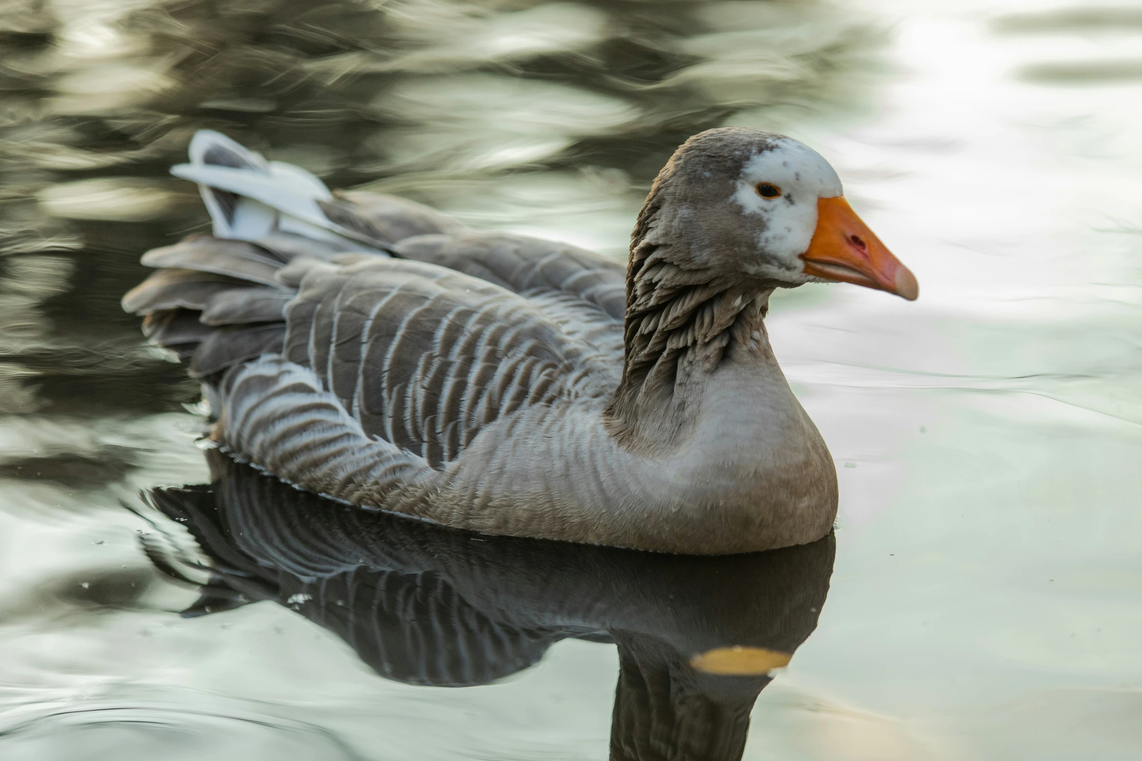 a duck with orange head and black body floats on water