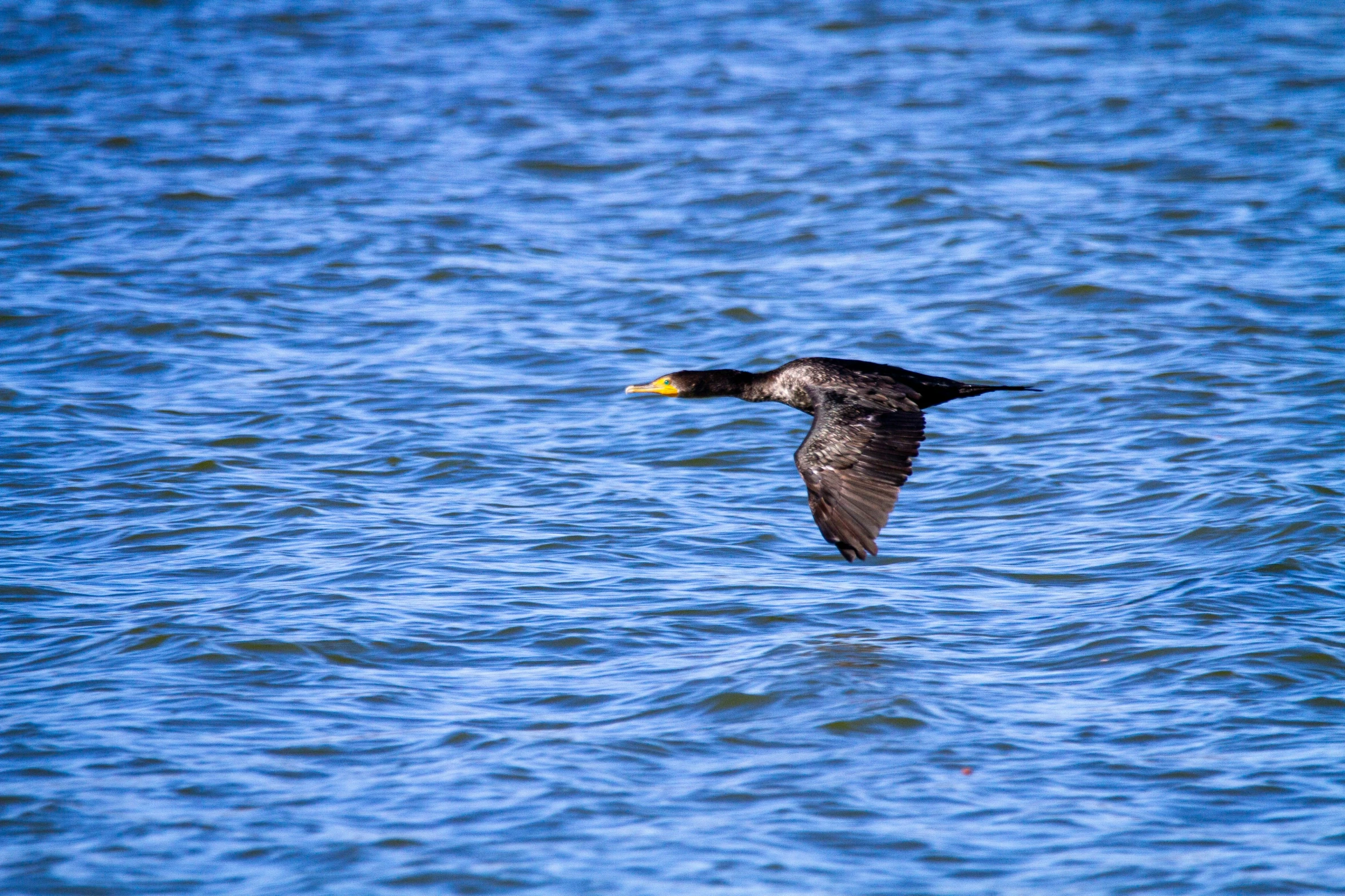 a lone bird glides across the water