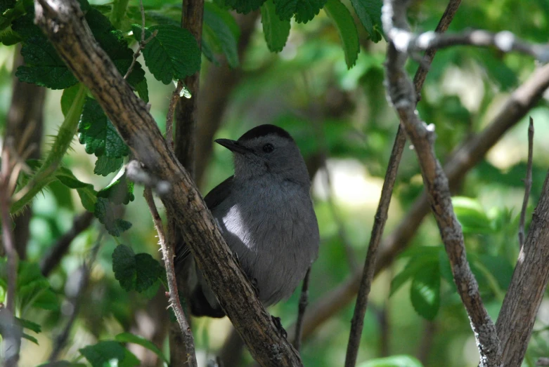 a bird that is standing on a tree nch