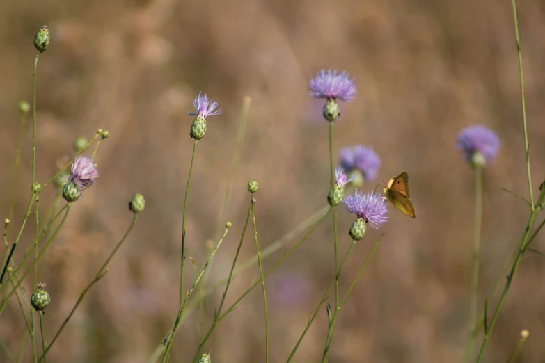 a flower filled with small purple flowers sitting on top of green leaves