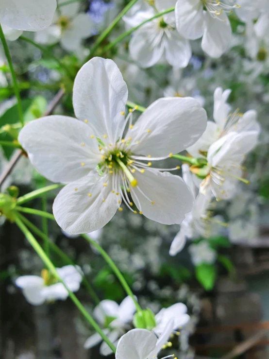 some white flowers growing in a vase next to trees