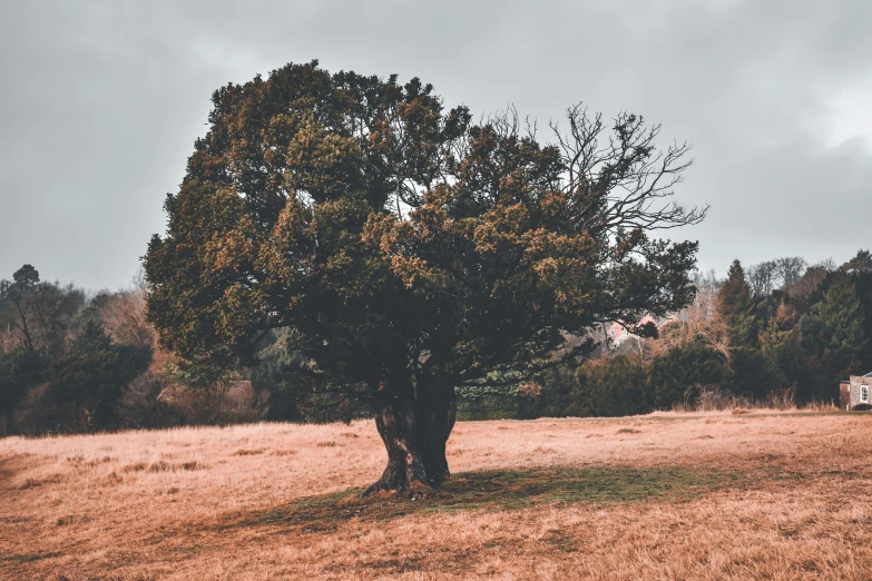 the tree on the hillside has its leaves turning