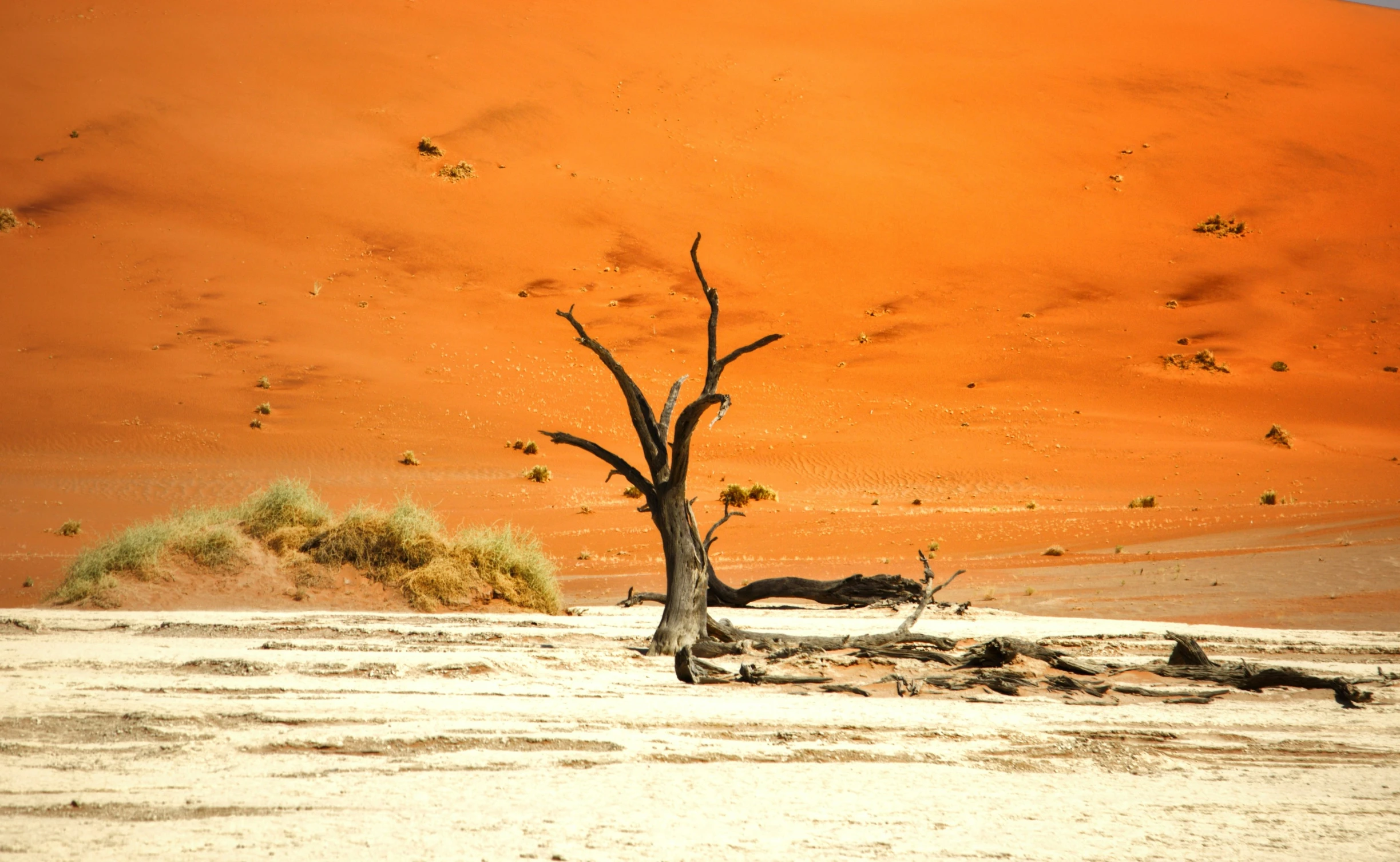 a tree standing in the middle of a desert plain