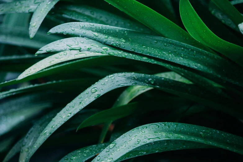 water drops on the plant leaves and foliage