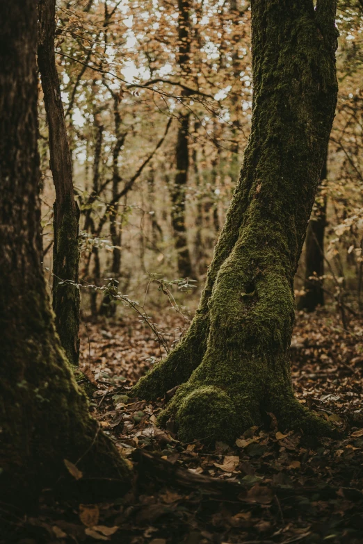 a tree trunk has a pattern of moss on it