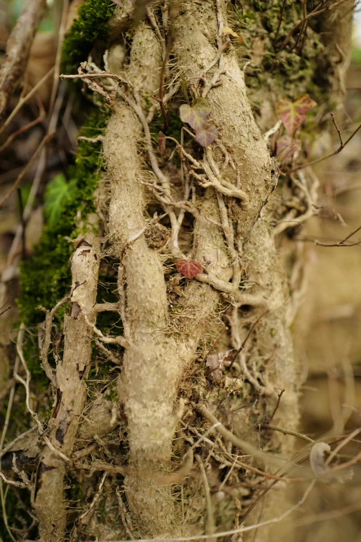 an uprooted tree trunk with many small nches and little leaves