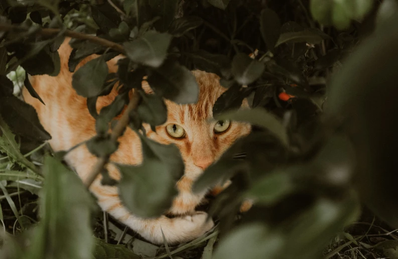 the cat is hiding behind the bushes
