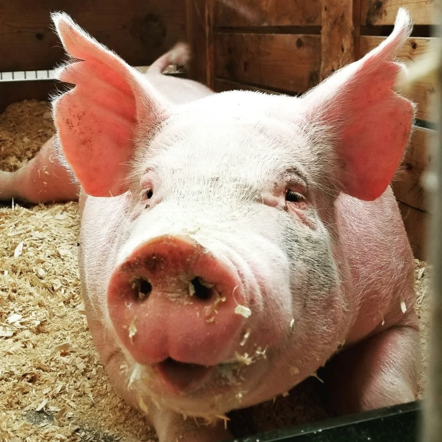 a large pink pig with ears sticking out in a barn