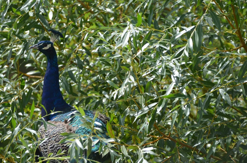 the peacock is standing in the green trees