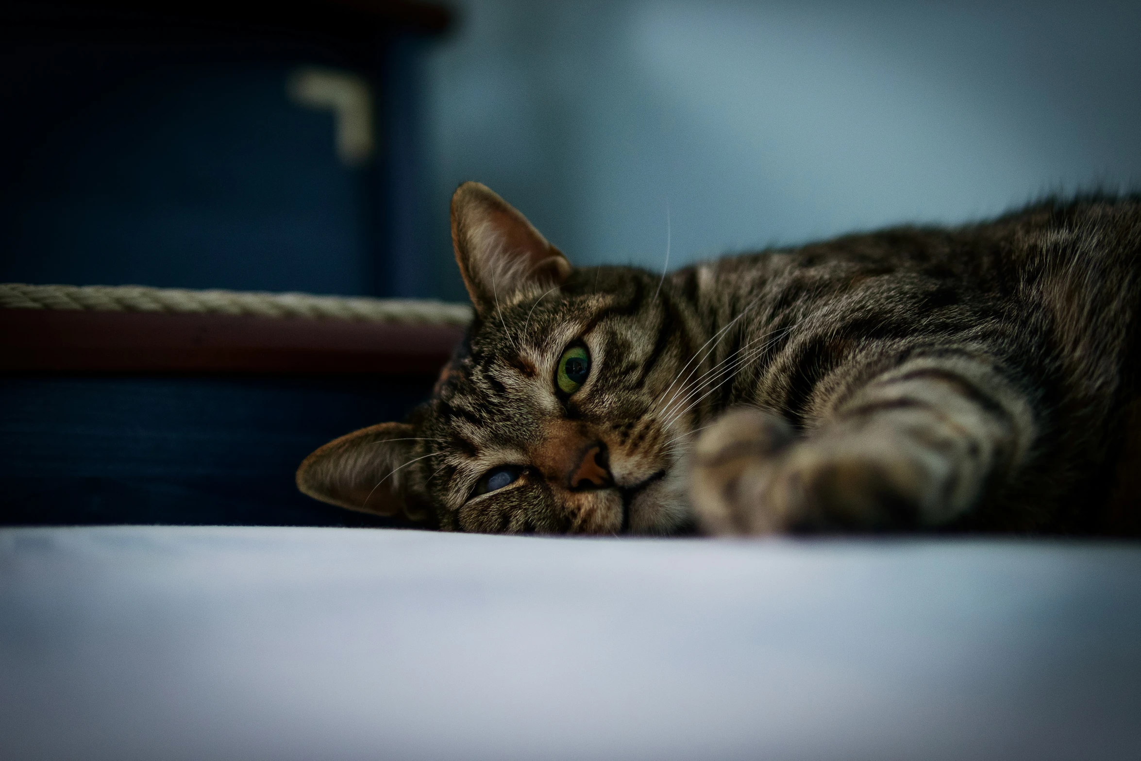 a cat is resting and sleeping on the floor