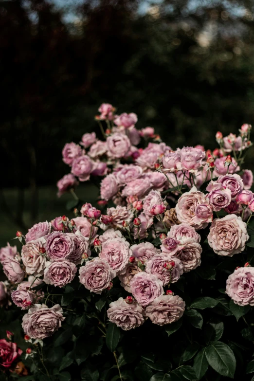 pink roses blooming in a flower bed near some trees