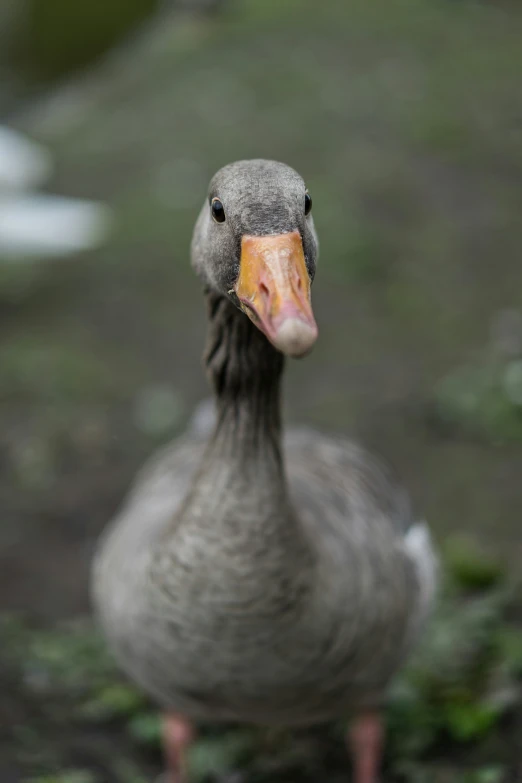 there is a gray duck standing outside