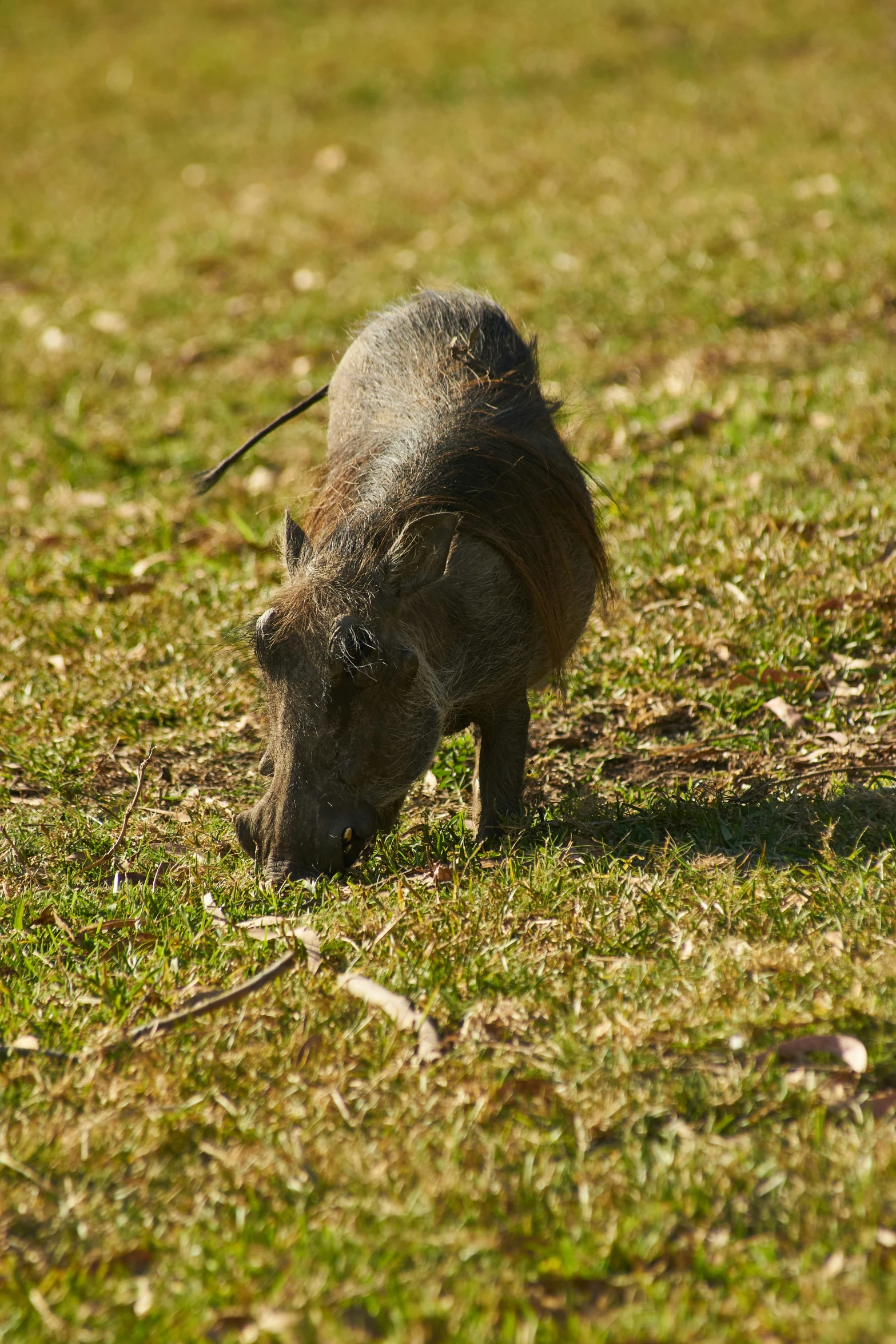 a small pig walking across a green field