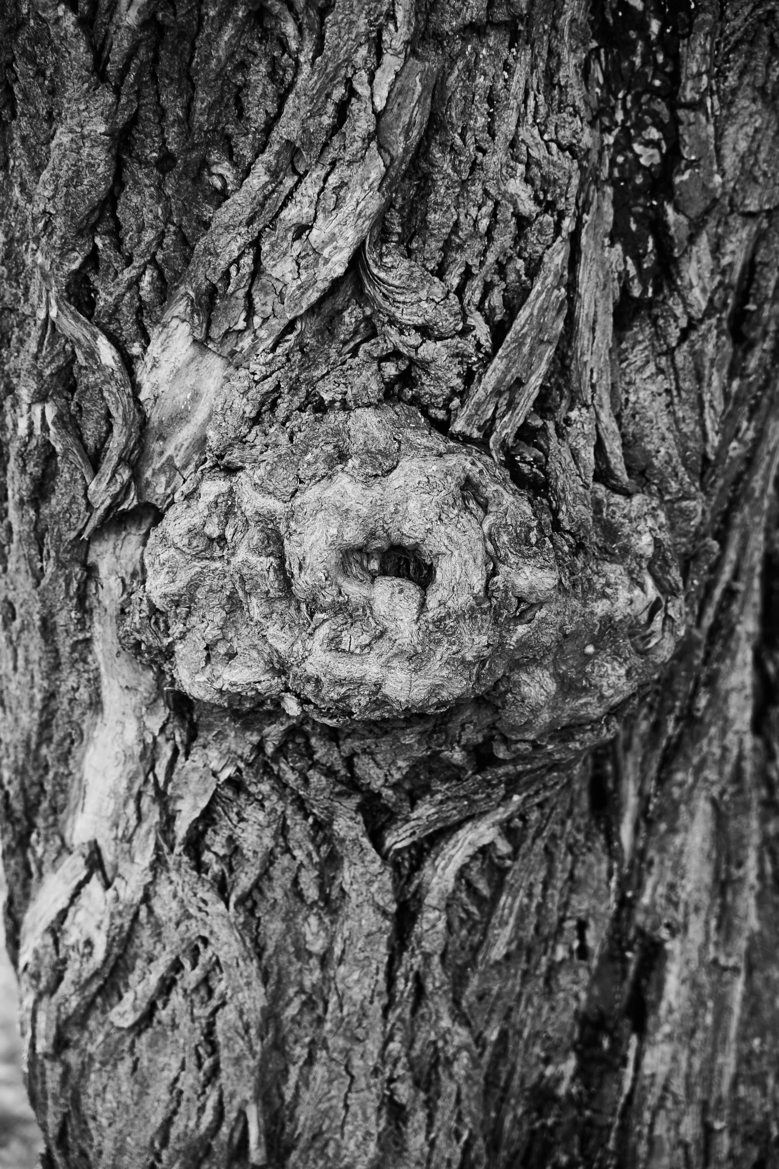 a black and white po of the bark of an old tree