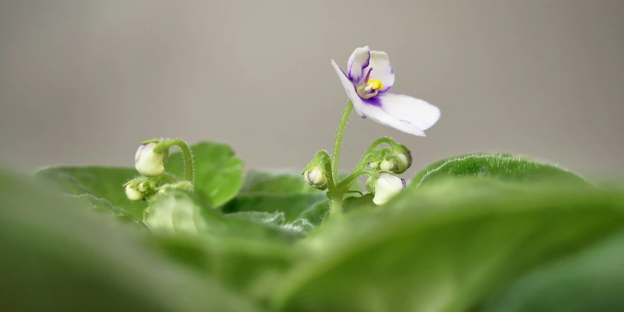 a small flower on top of a green leaf