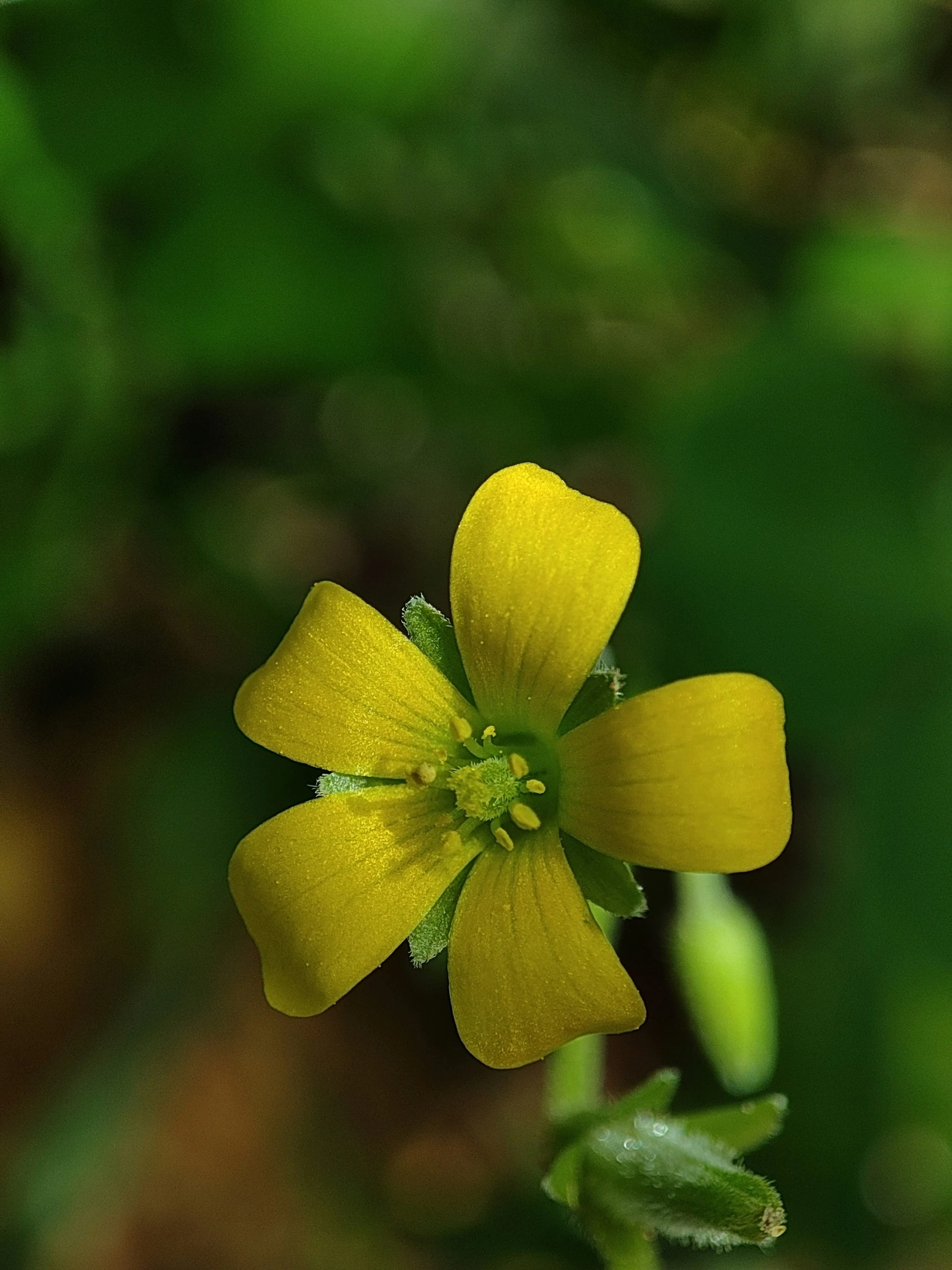 a small yellow flower sitting in the middle of a green field