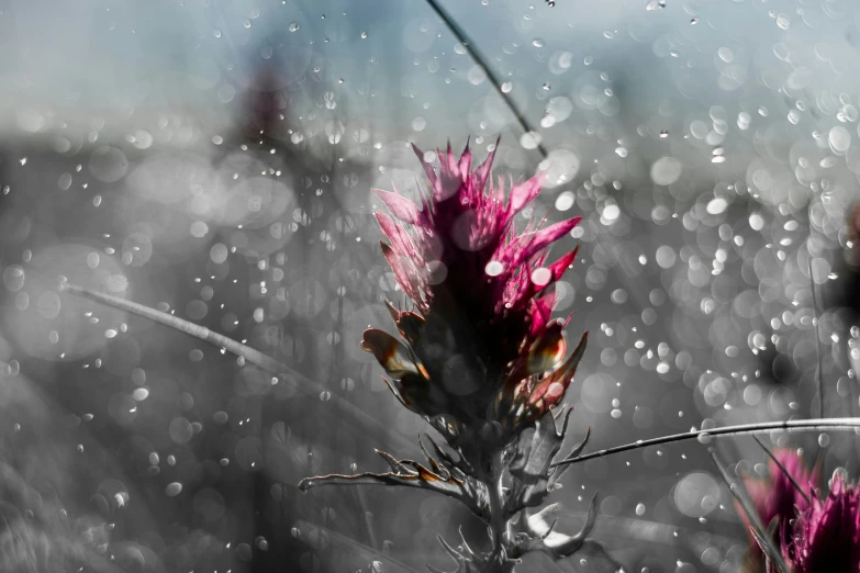 pink flower with raindrops and grass in background