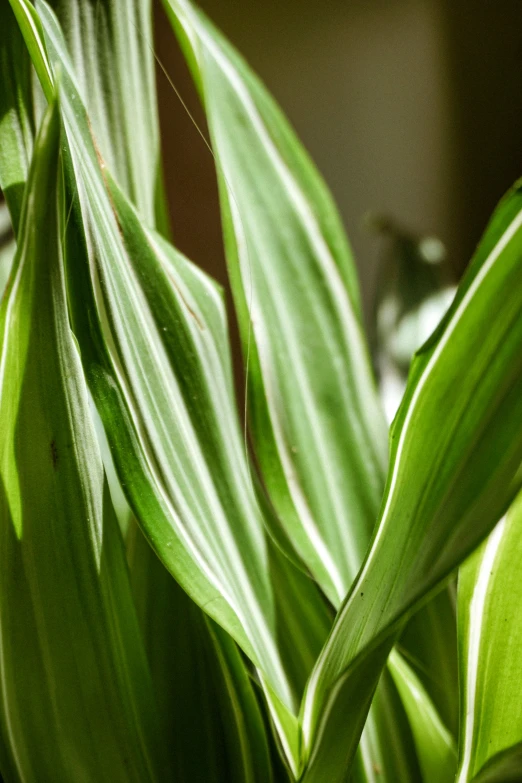 leaves of a plant, in a home setting