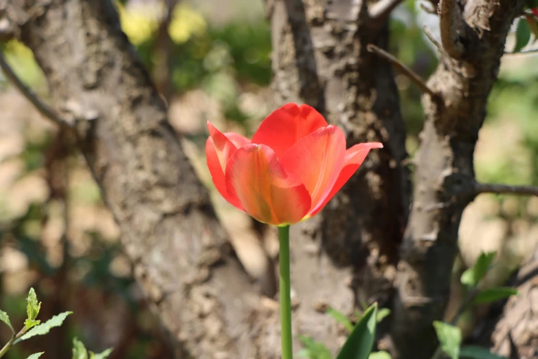 the flower is red, it looks like a tulip