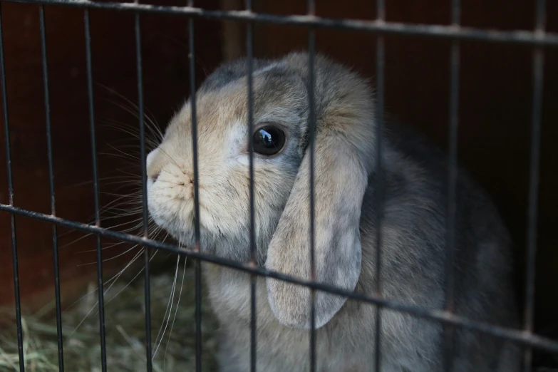 the grey bunny has big ears in a cage