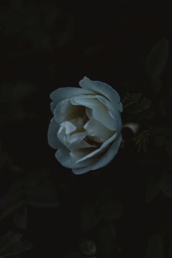 a single white rose sits still in the dark