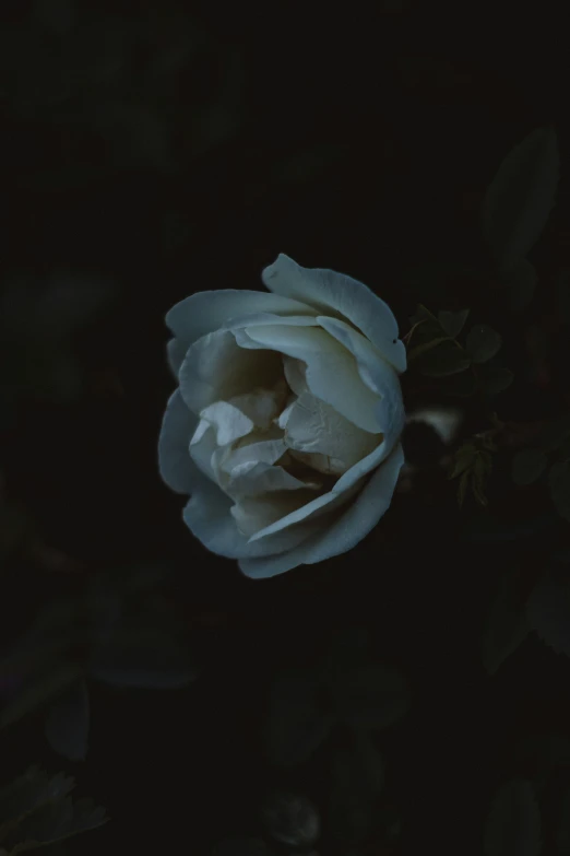 a single white rose sits still in the dark