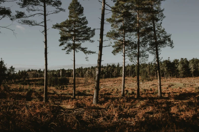 a forest with lots of trees, and red flowers