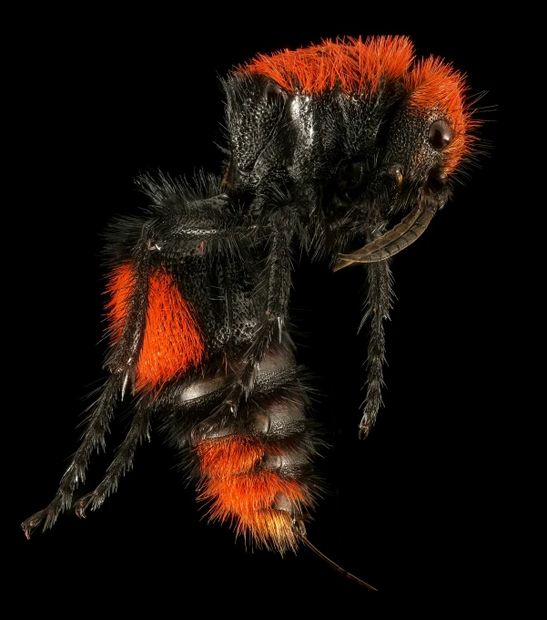 this looks like an insect with orange and black stripes