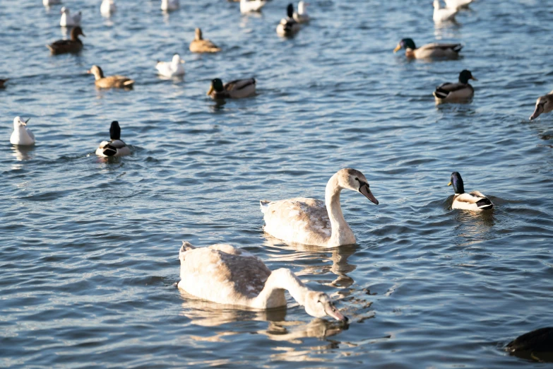 white ducks are swimming in the water