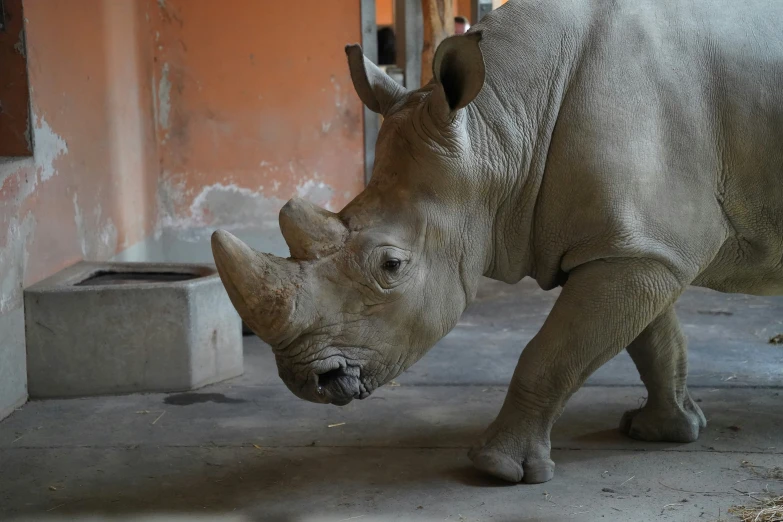 a rhinoceros is walking outside its zoo enclosure