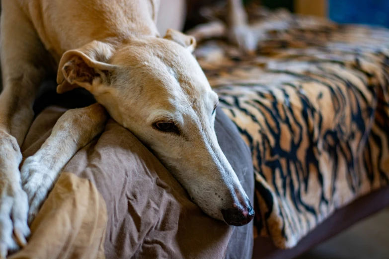 a dog laying its head on top of an open book