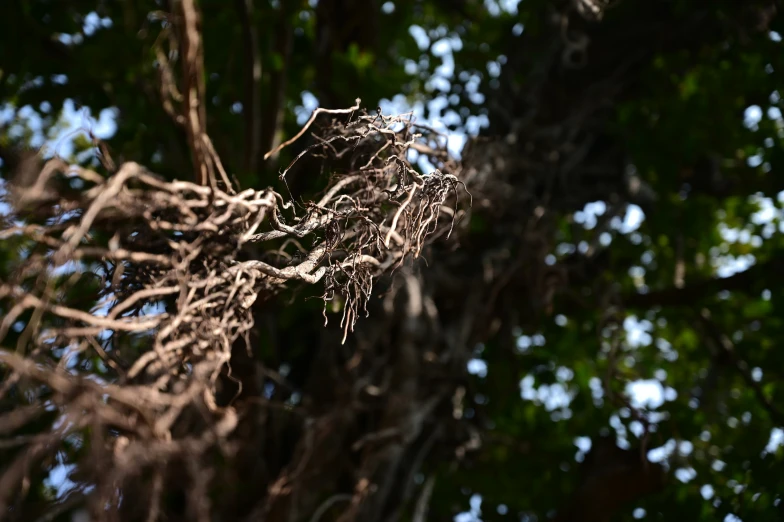 tree limbs with roots above all of them