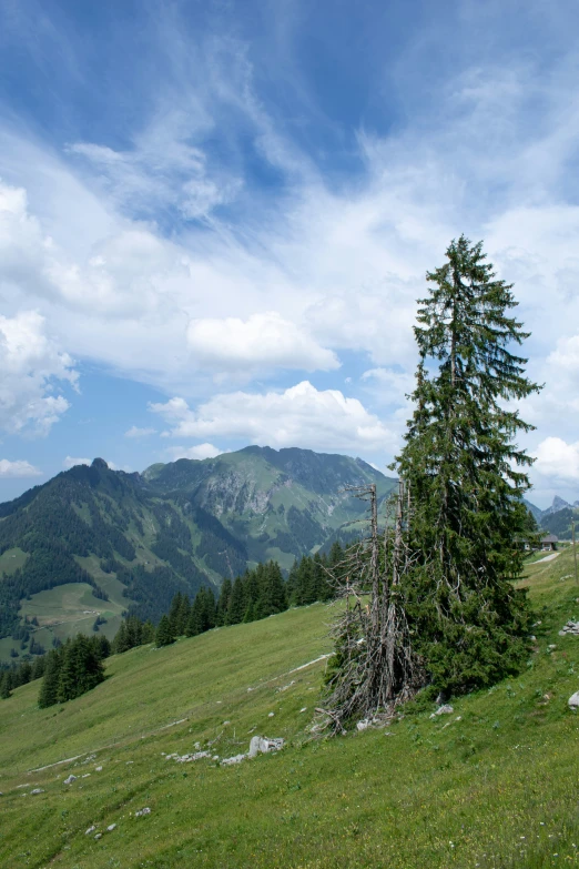 a lone tree stands alone in a meadow