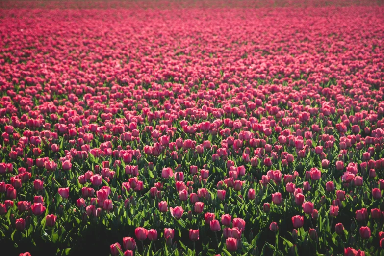 pink tulips in a field near an open area
