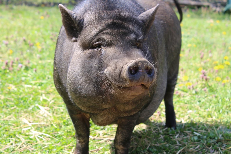 a black pig is standing on some green grass