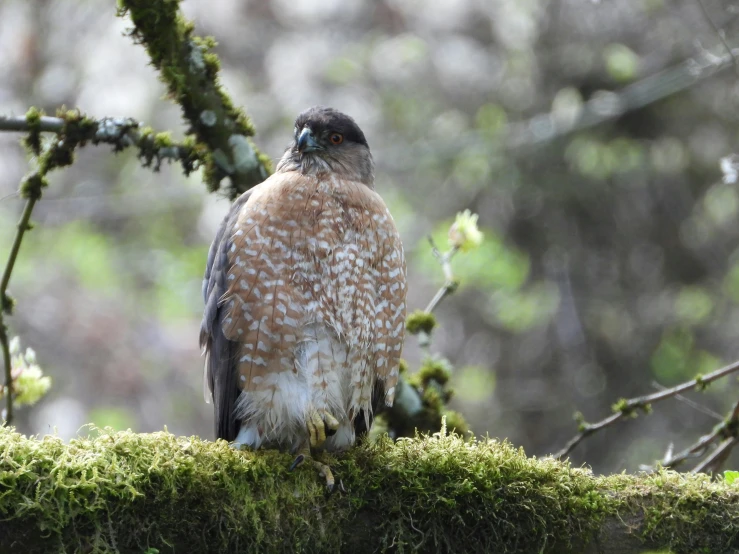 a very large pretty bird perched on top of a tree nch