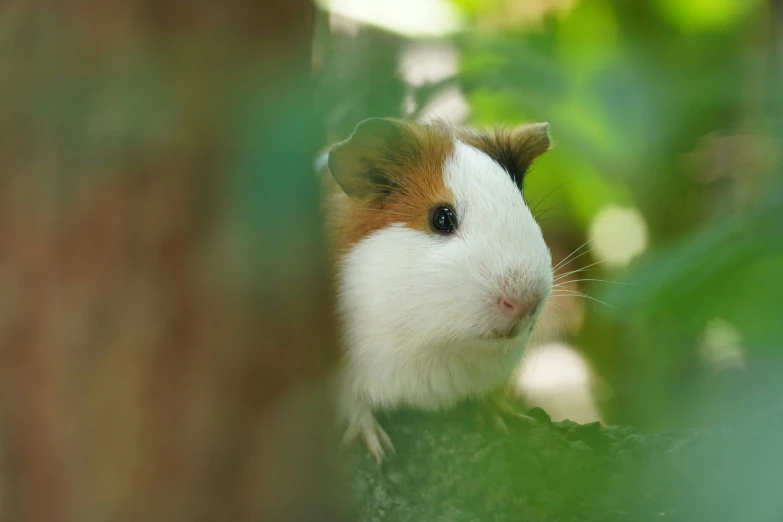 a close up of a guinea pig looking out from behind some trees