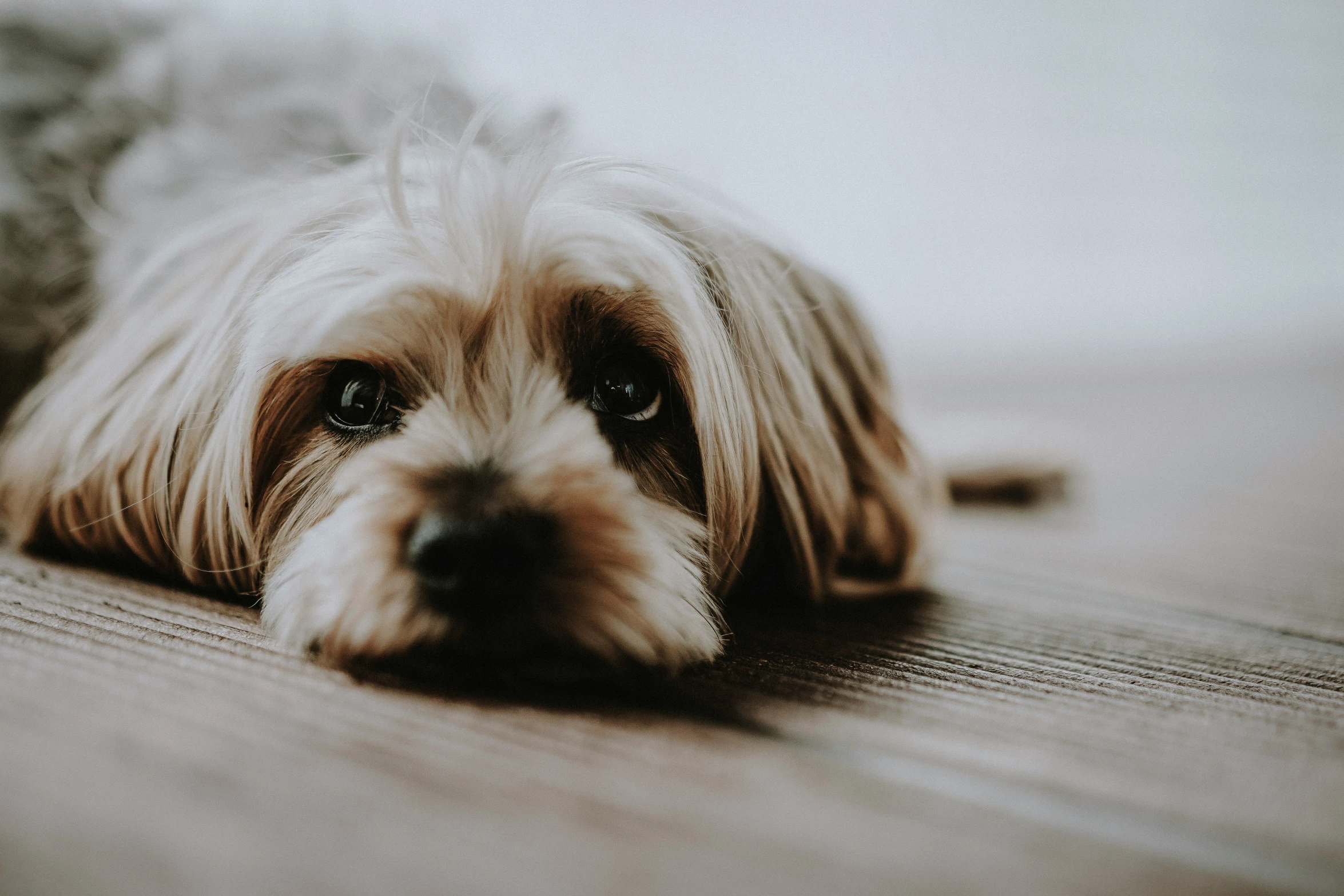 a dog laying on top of a wooden floor