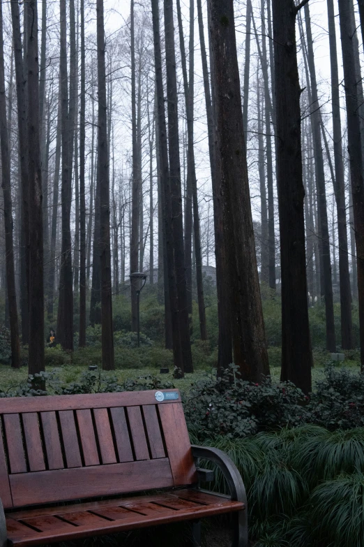 a bench in the woods by some trees