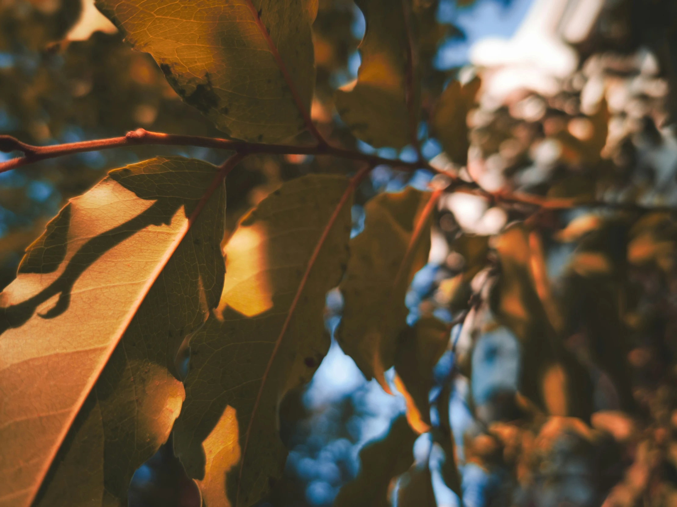 leaves hang from a nch near another tree