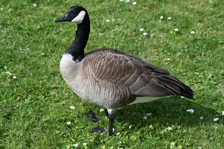 a goose walking on green grass in the daytime