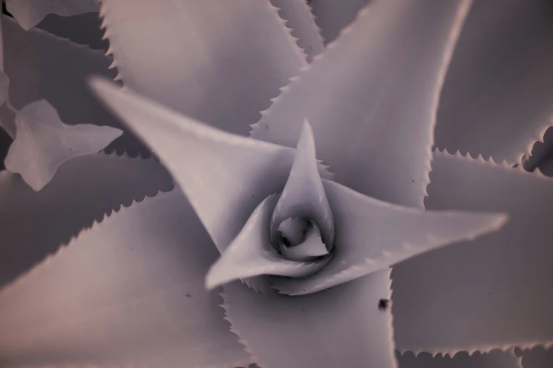 a large white flower on top of a leaf