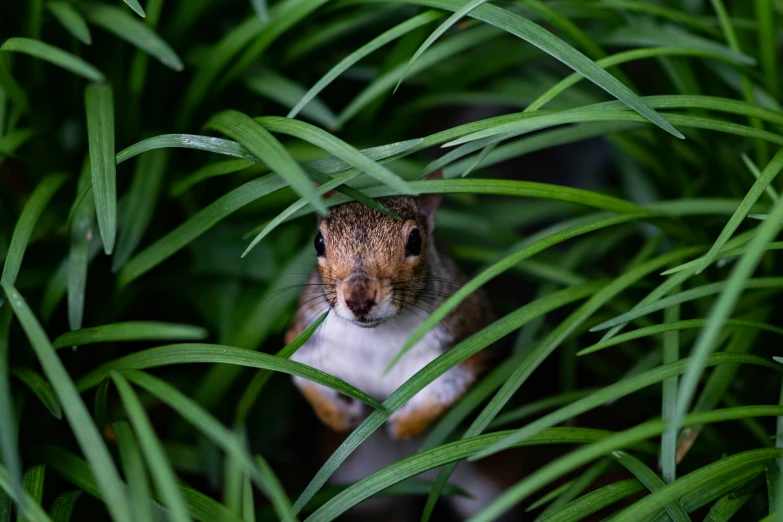 a small brown and white squirrel hiding in green grass