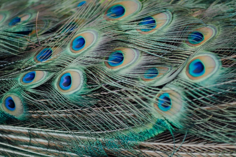 the back side of a peacock's tail, displaying the feathers and feathers