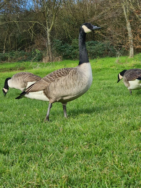 two geese standing next to each other on grass