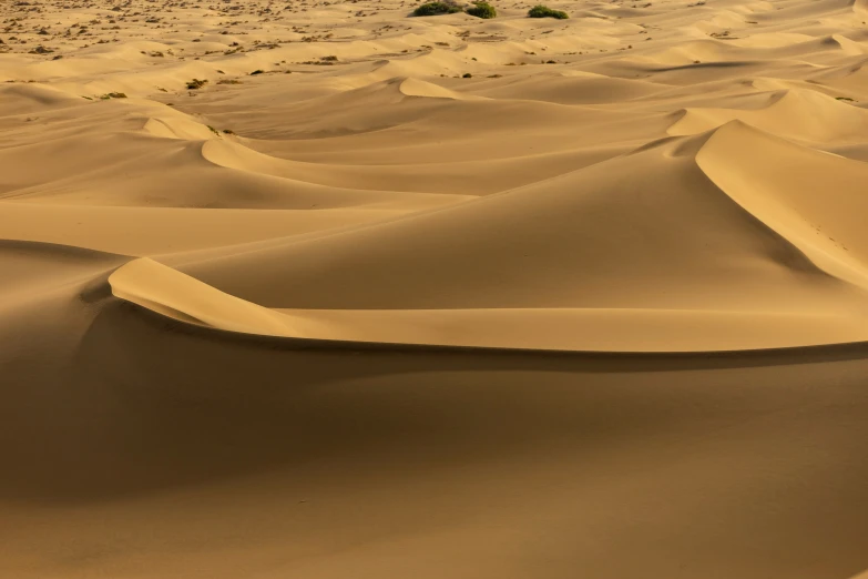 the dune tops look like they are in the desert