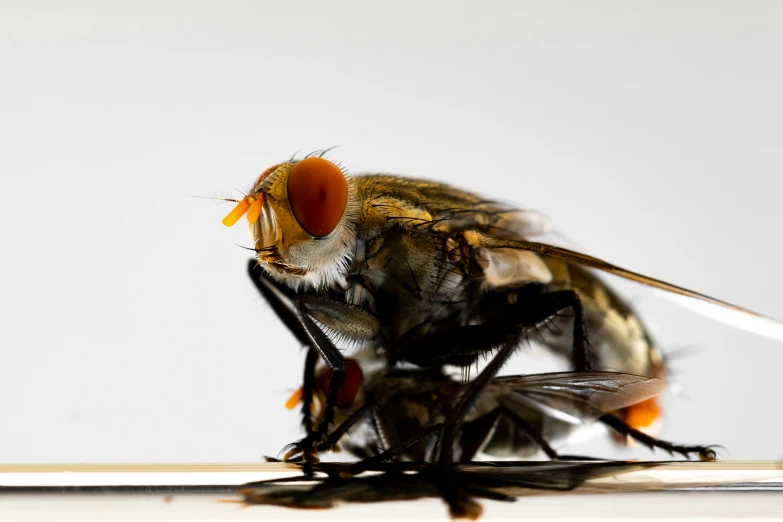 a close up of a fly with it's eyes shut