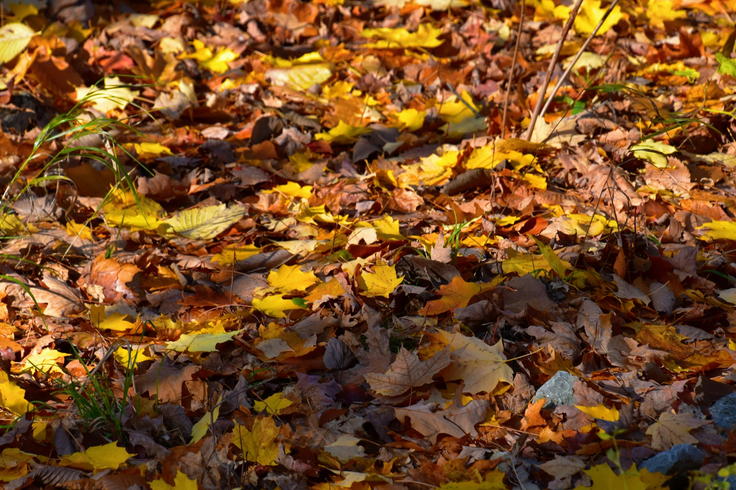 a group of leaves laying on top of a grass covered ground