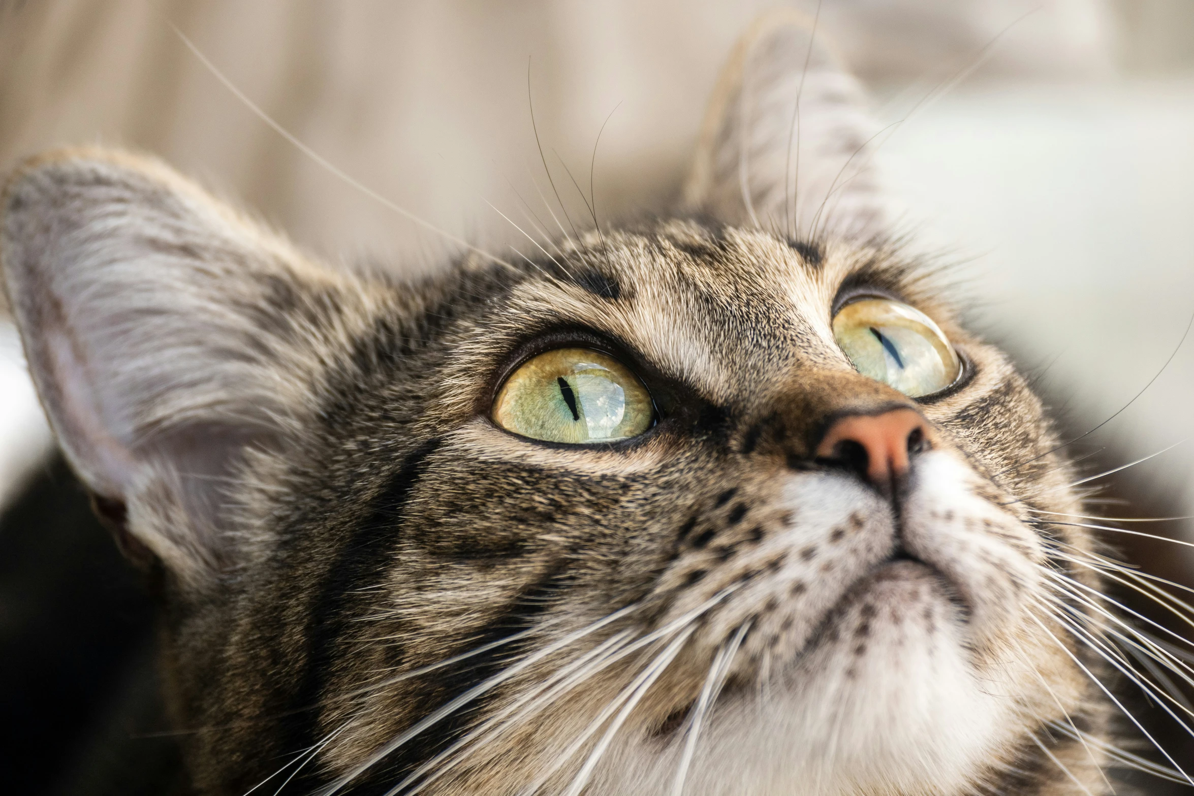 a close up s of a cat with eyes wide open