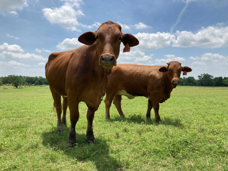 two brown cows standing in a green field